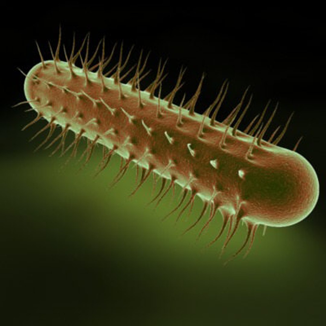micro microbiology bacteria cell 3d model https://p.turbosquid.com/ts-thumb/j4/iDHFlf/UydEsntw/e_coli_bacteria_cell_1_textured/jpg/1267234363/1920x1080/fit_q87/a2e469865784517093f638e908f6842ef9009f4d/e_coli_bacteria_cell_1_textured.jpg