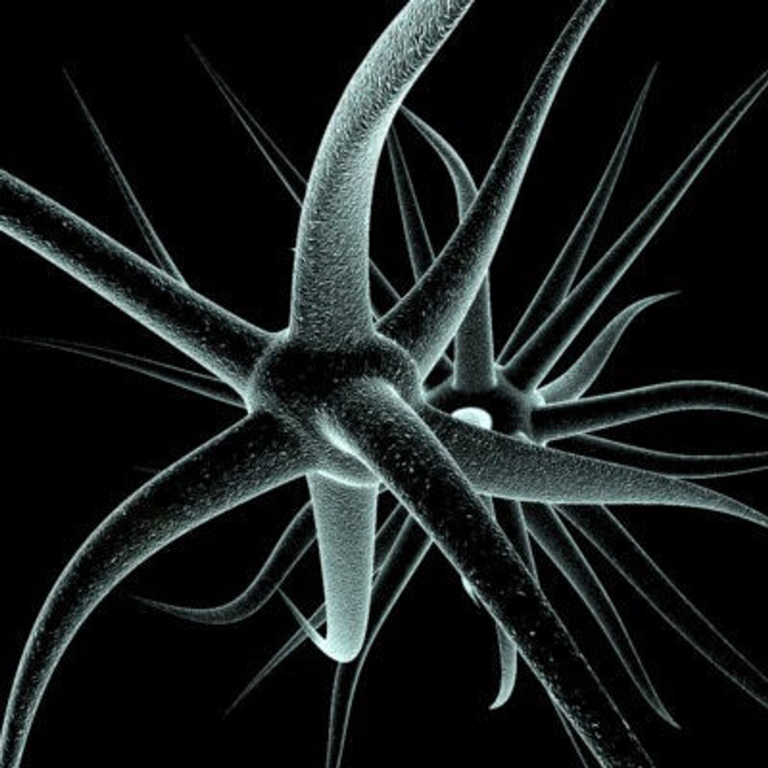 micro microbiology bacteria cell 3d model https://p.turbosquid.com/ts-thumb/j4/iDHFlf/Yp0KYHub/neuron_cell_2_textured/jpg/1267234672/1920x1080/fit_q87/82236a7c84982d7d2643164d46178a0433983fa5/neuron_cell_2_textured.jpg