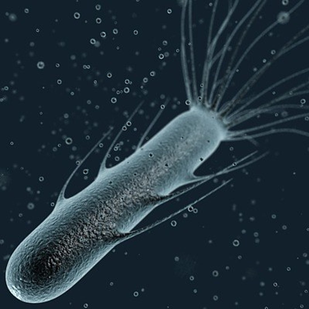 micro microbiology bacteria cell 3d model https://p.turbosquid.com/ts-thumb/j4/iDHFlf/iCzwZ7GP/flagella_bacteria_cell_1_textured/jpg/1267234363/1920x1080/fit_q87/323bddcce6fd70add12ce6ff582a26fa6acdfee4/flagella_bacteria_cell_1_textured.jpg