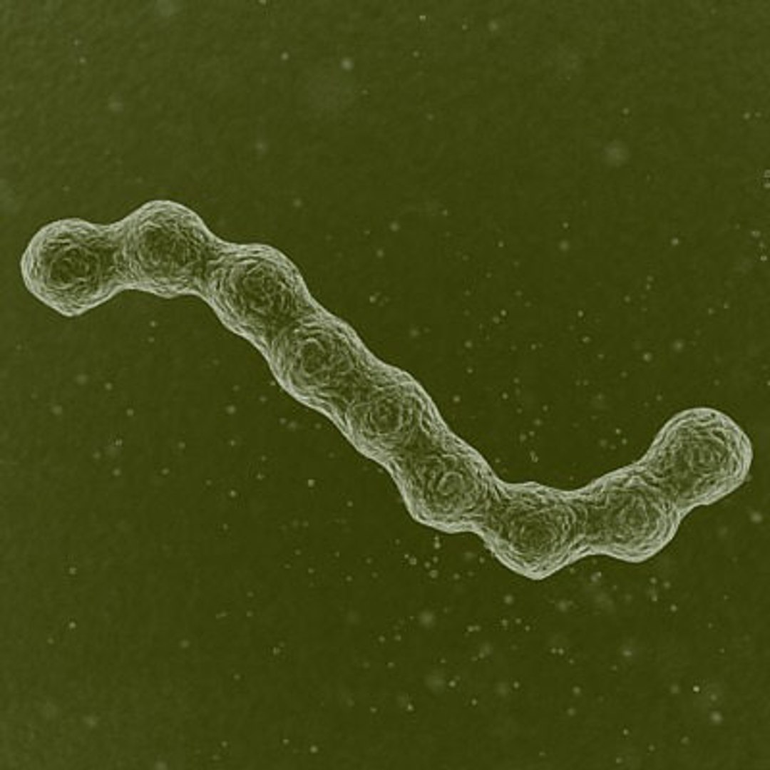 micro microbiology bacteria cell 3d model https://p.turbosquid.com/ts-thumb/j4/iDHFlf/zcvZb834/parasite_1_textured/jpg/1267234672/1920x1080/fit_q87/2f8a3c7929e15bf9875b3f6af166ce3109319062/parasite_1_textured.jpg