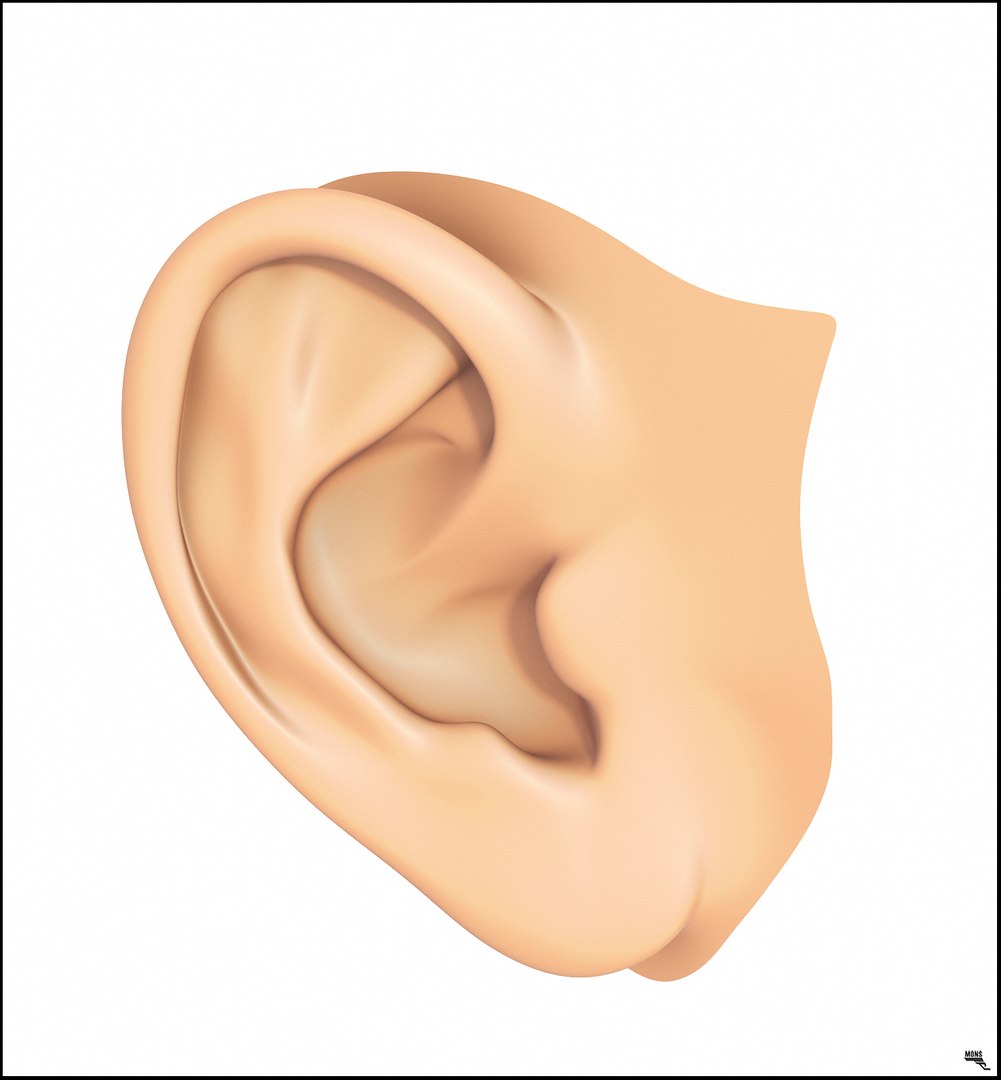 Human Ear Model - TurboSquid 1246741