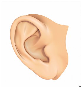 human ear model