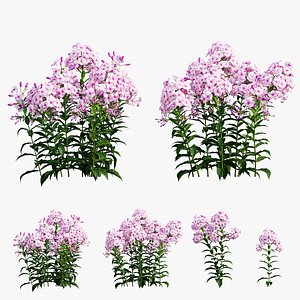 3D phlox paniculata frame white