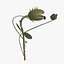 Carnivorous plant