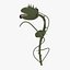 Carnivorous plant