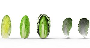 cabbage napa