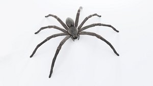 Huntsman Spider 3D model