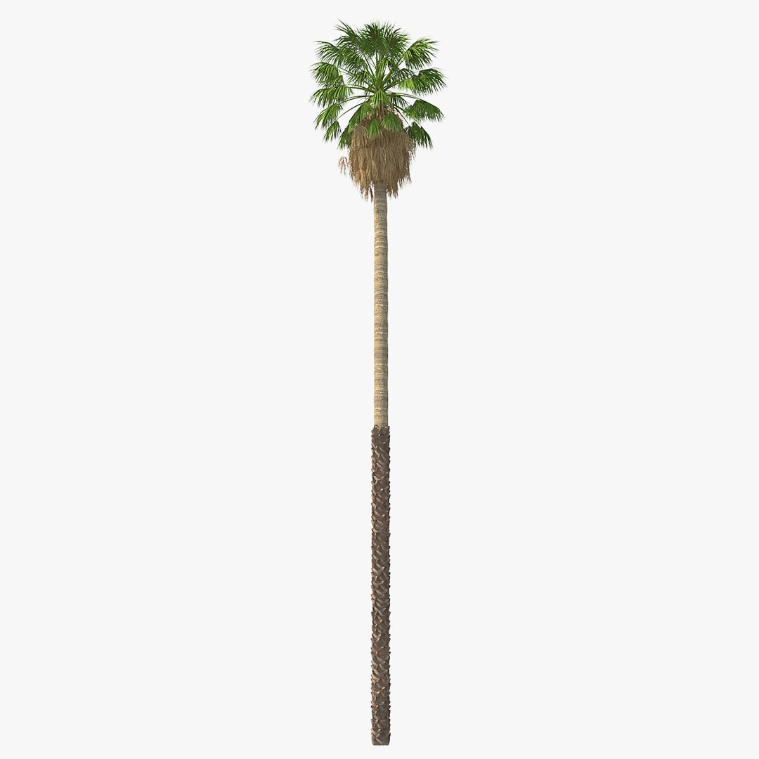 Washingtonia Robusta 3D model preview