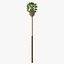 Washingtonia Robusta
