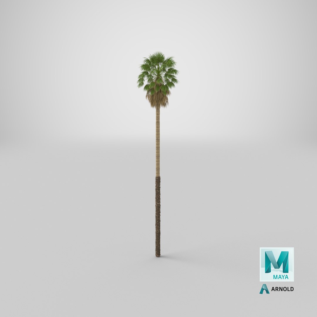 3D washingtonia robusta https://p.turbosquid.com/ts-thumb/j5/2FHBgy/85/stemcell_maya_arnold_render/png/1632498598/1920x1080/fit_q87/c06692e40d922b6f3555f26c7ae867896d9b12cc/stemcell_maya_arnold_render.jpg