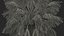 Washingtonia Robusta