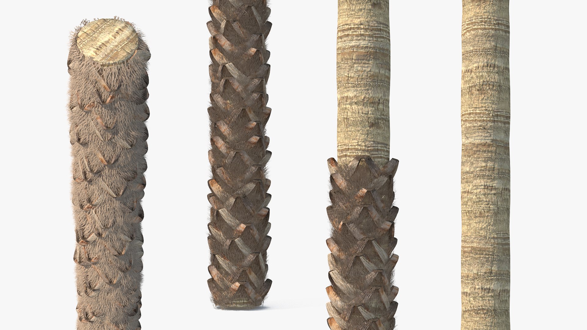 3D washingtonia robusta https://p.turbosquid.com/ts-thumb/j5/2FHBgy/BxWDmrCl/washingtoniarobustamb3dmodel003/jpg/1583205897/1920x1080/fit_q87/733515805376914fce4f24c68c115a923440bd21/washingtoniarobustamb3dmodel003.jpg