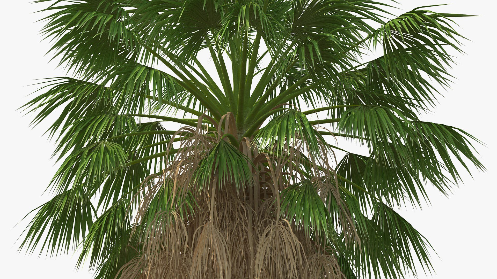 3D washingtonia robusta https://p.turbosquid.com/ts-thumb/j5/2FHBgy/C6bNsdxD/washingtoniarobustamb3dmodel006/jpg/1583205918/1920x1080/fit_q87/c8b7f9758371cdfaf41133f756c68b4a57b7e78b/washingtoniarobustamb3dmodel006.jpg