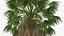 Washingtonia Robusta
