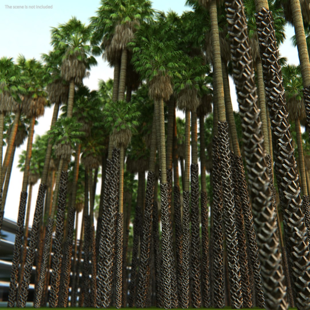 3D washingtonia robusta https://p.turbosquid.com/ts-thumb/j5/2FHBgy/DnyiGh78/washingtoniarobustamb3dmodel001/jpg/1583205884/1920x1080/fit_q87/e1484581af1f05ebcaccdce9d582842f97c6ae6f/washingtoniarobustamb3dmodel001.jpg