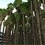 Washingtonia Robusta