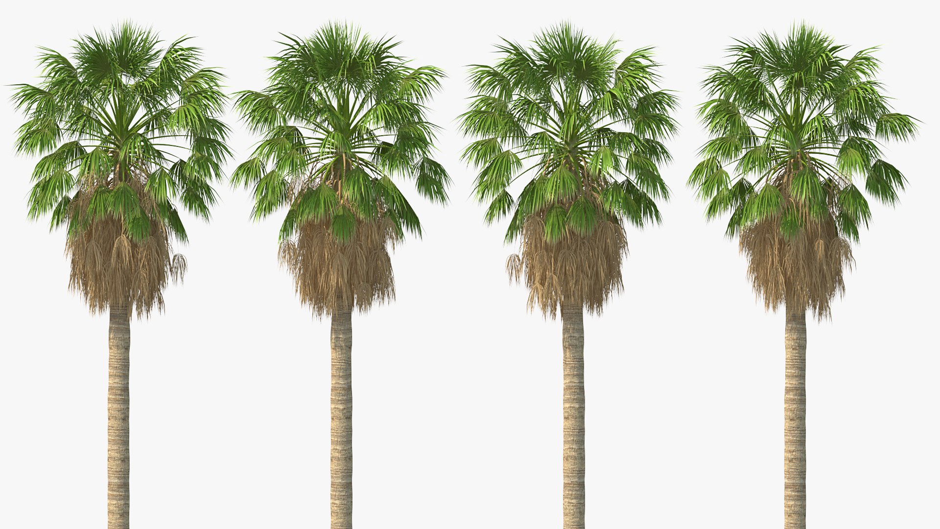 3D washingtonia robusta https://p.turbosquid.com/ts-thumb/j5/2FHBgy/EIeCgILu/washingtoniarobustamb3dmodel002/jpg/1583205891/1920x1080/fit_q87/30ba68ece1d7d4cc49aaaae44fb819e7f2ccb01a/washingtoniarobustamb3dmodel002.jpg