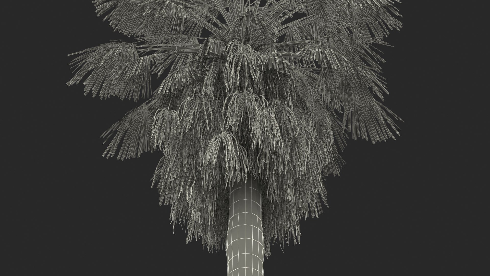 3D washingtonia robusta https://p.turbosquid.com/ts-thumb/j5/2FHBgy/ScBZUZq6/washingtoniarobustamb3dmodel016/jpg/1583205981/1920x1080/fit_q87/33f8069c05abe93c76802726f521482b13cfe819/washingtoniarobustamb3dmodel016.jpg