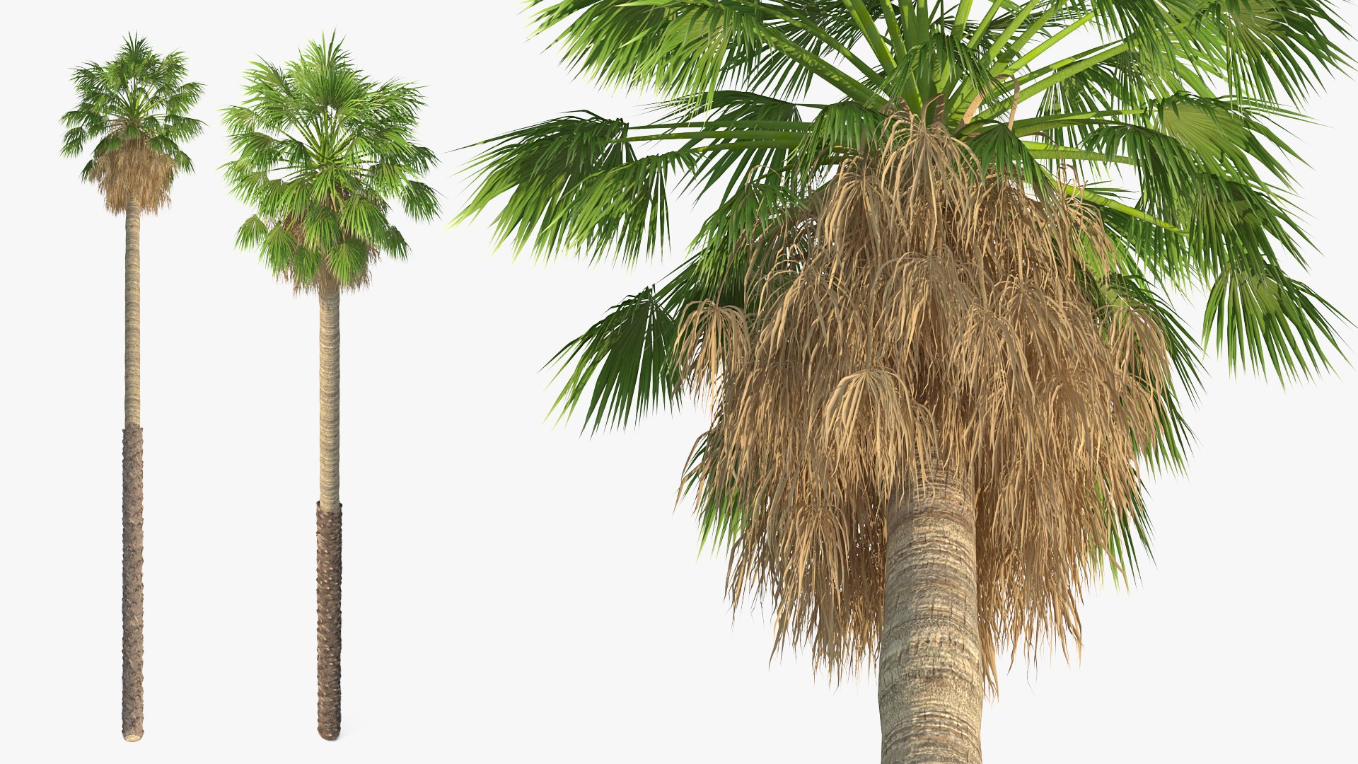 3D washingtonia robusta https://p.turbosquid.com/ts-thumb/j5/2FHBgy/v8QtSrPp/washingtoniarobustamb3dmodel004/jpg/1583205904/1920x1080/fit_q87/8065f6d20a6c556c170aeb12fcaf928022e4ef93/washingtoniarobustamb3dmodel004.jpg