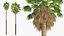Washingtonia Robusta