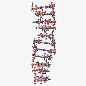 3D Z Form Deoxyribonucleic Acid Structure