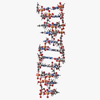 Z Form Deoxyribonucleic Acid Structure