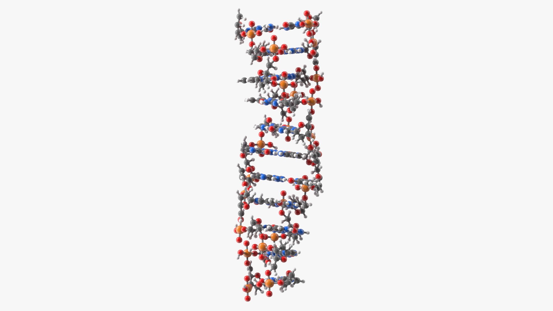 Z Form Deoxyribonucleic Acid Structure 3D model preview