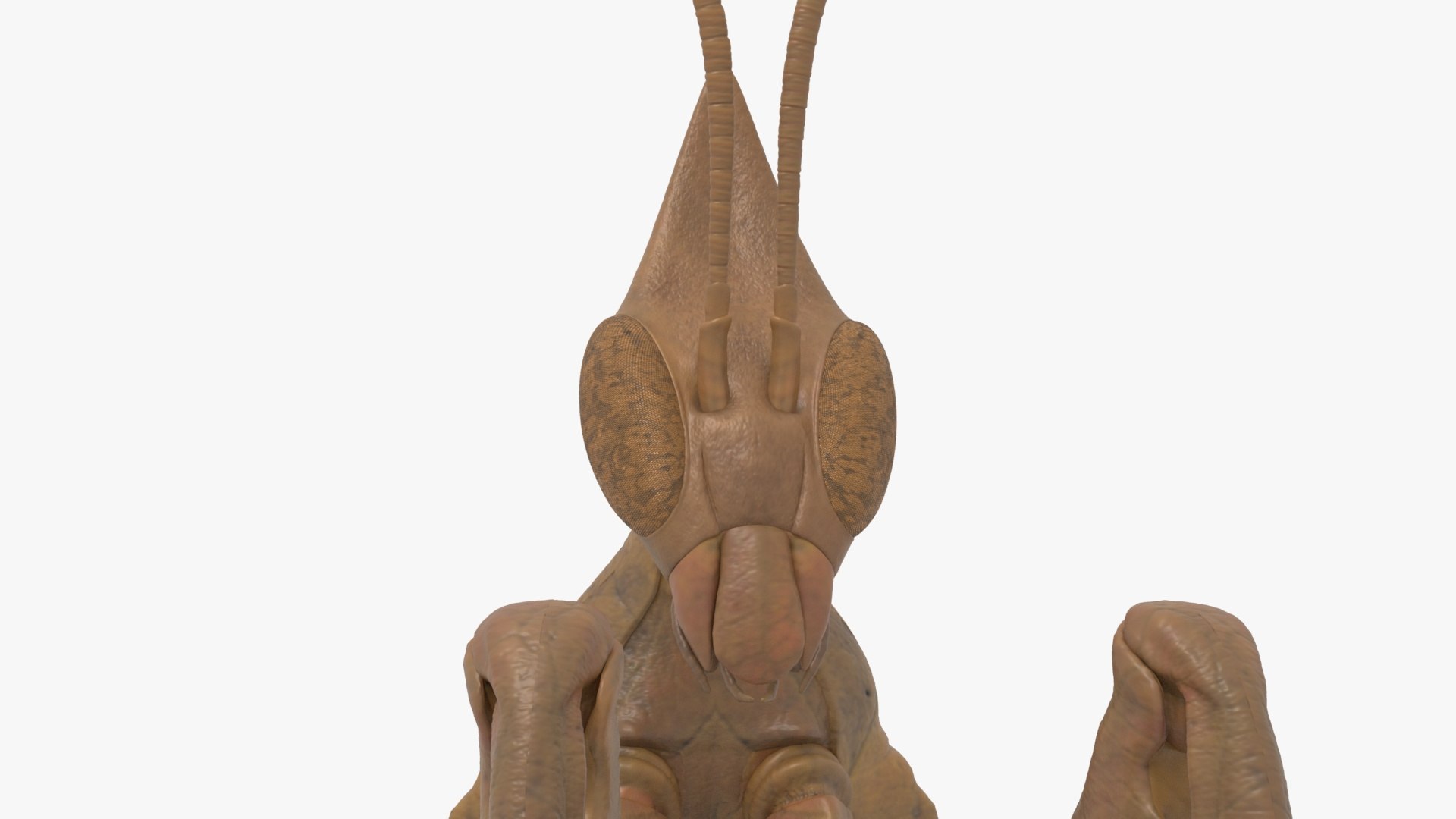 3D Praying Mantis Brown Model - TurboSquid 2261509