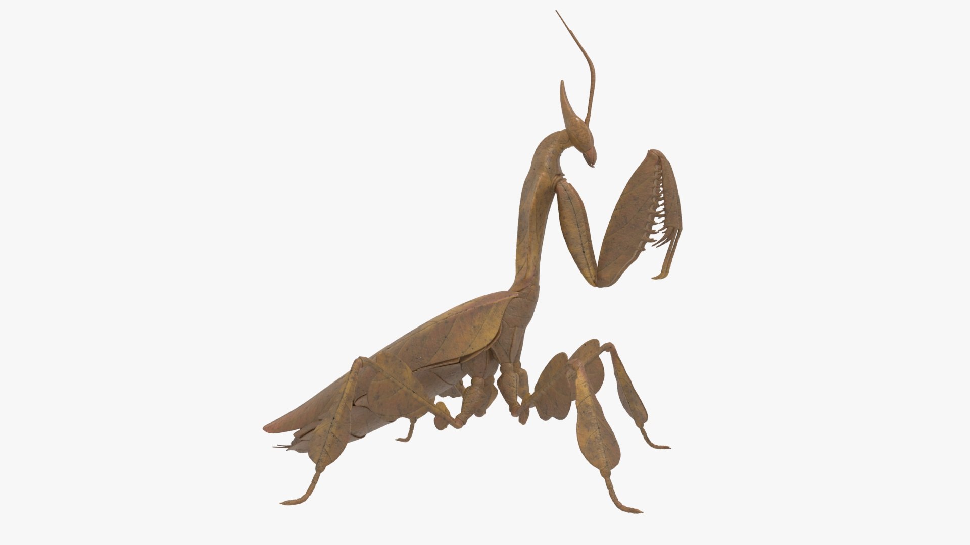 3D Praying Mantis Brown Model - TurboSquid 2261509