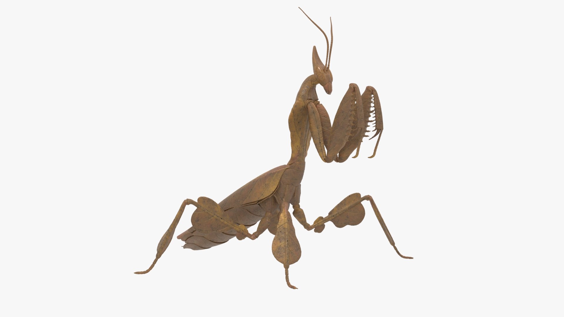 3D Praying Mantis Brown Model - TurboSquid 2261509