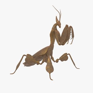 3D Praying Mantis Brown model