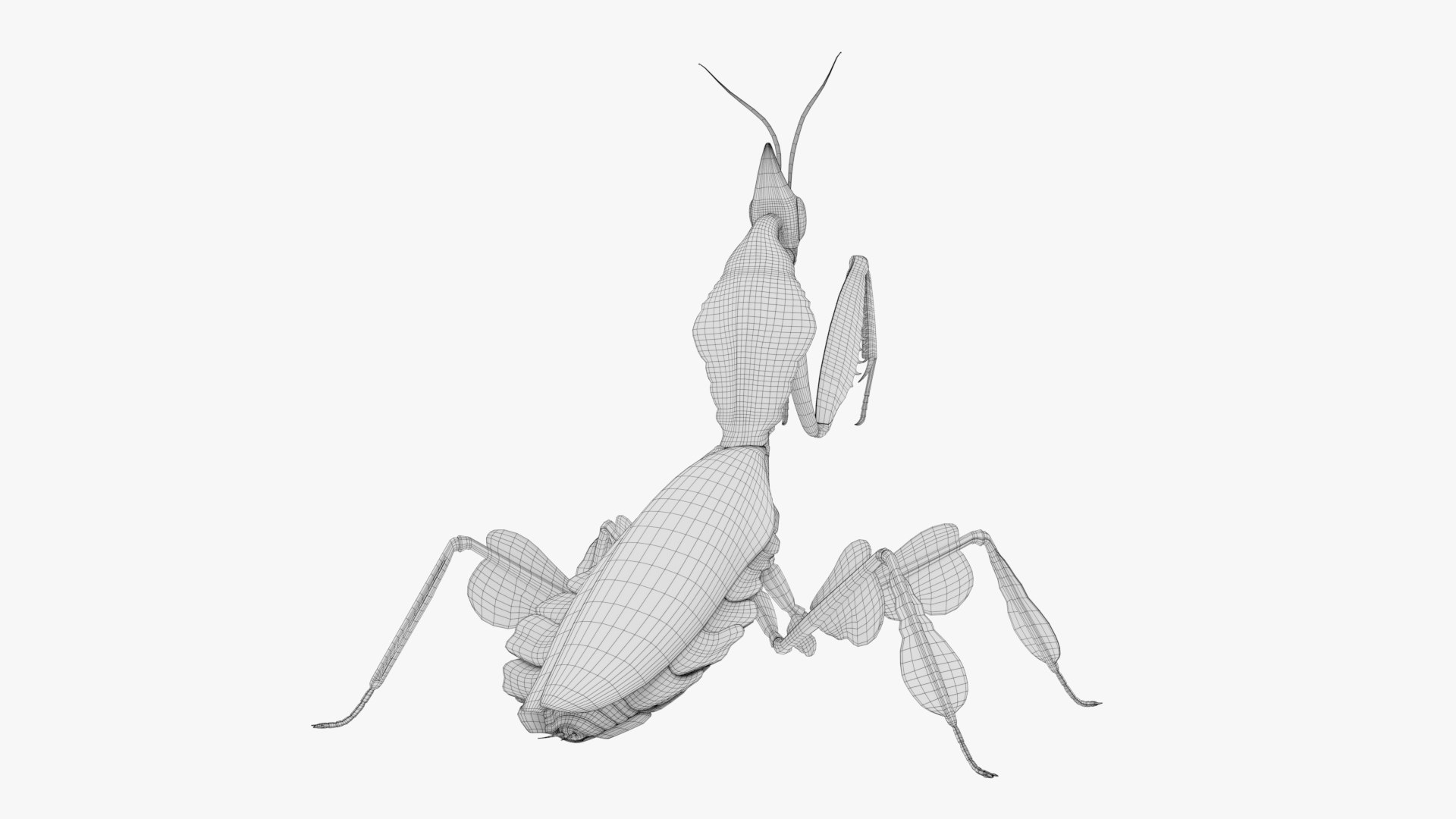 3D Praying Mantis Brown Model - TurboSquid 2261509