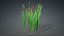 3D Typha Orientalis