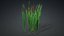 3D Typha Orientalis