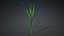 3D Typha Orientalis