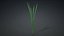 3D Typha Orientalis