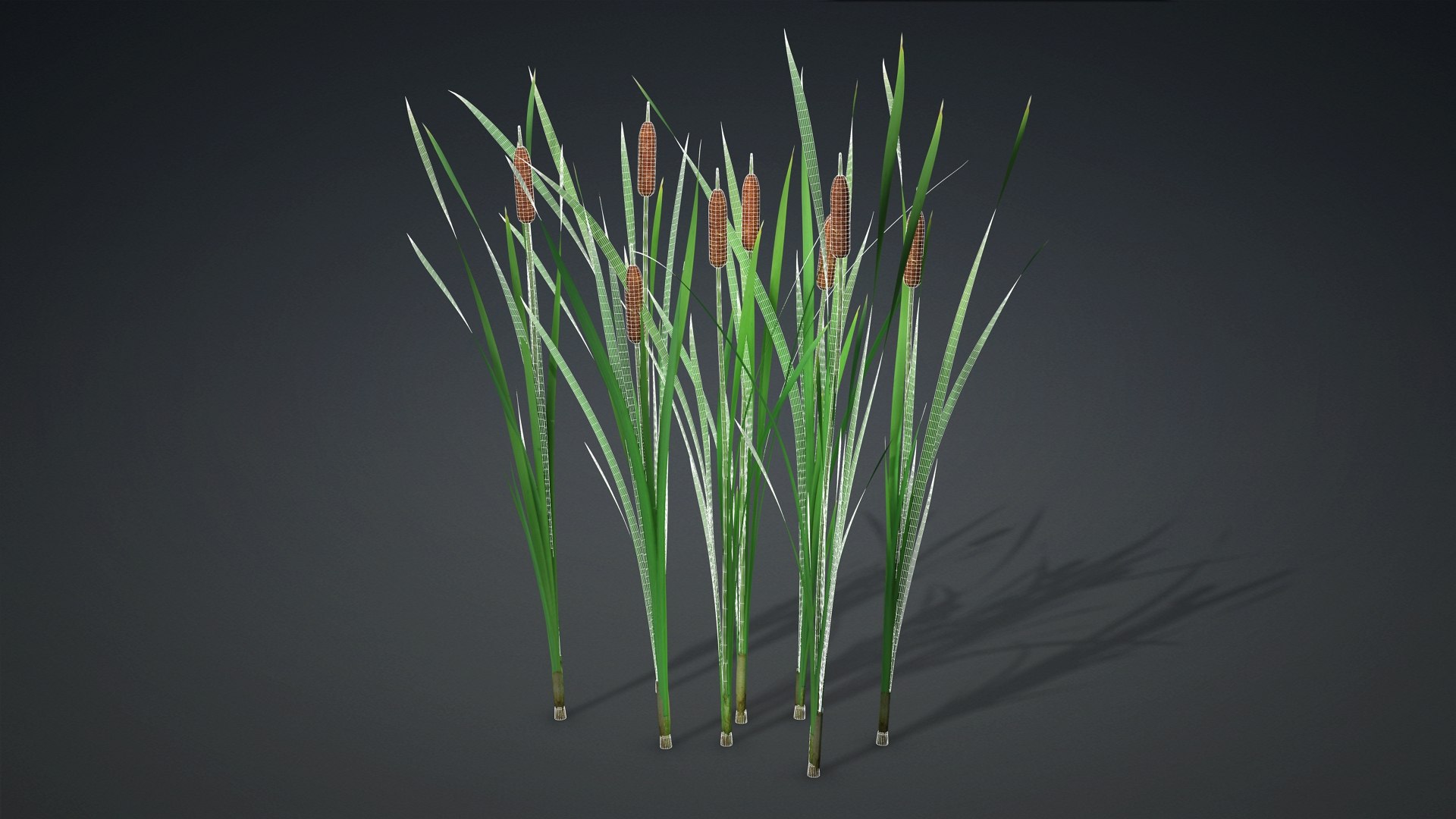3D Typha Orientalis - TurboSquid 2282869