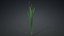3D Typha Orientalis