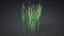 3D Typha Orientalis