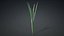 3D Typha Orientalis