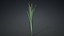 3D Typha Orientalis