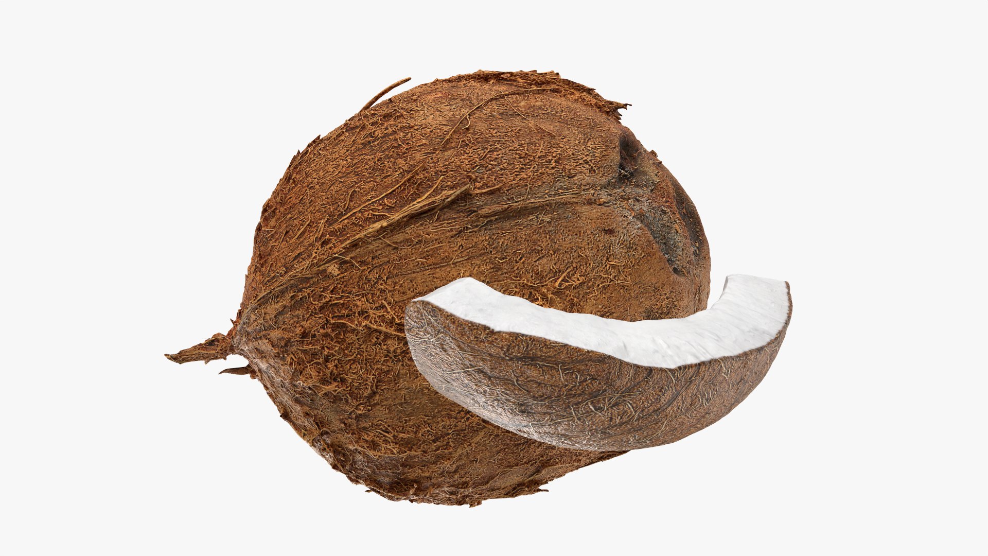 Natural Whole Coconut with Segment Piece model https://p.turbosquid.com/ts-thumb/j5/BknUt9/Je/cutcoconut02_0010/png/1778062438/1920x1080/fit_q87/01f6cfe3f271c5c1873c62cdf3bf523c25e4b7f7/cutcoconut02_0010.jpg