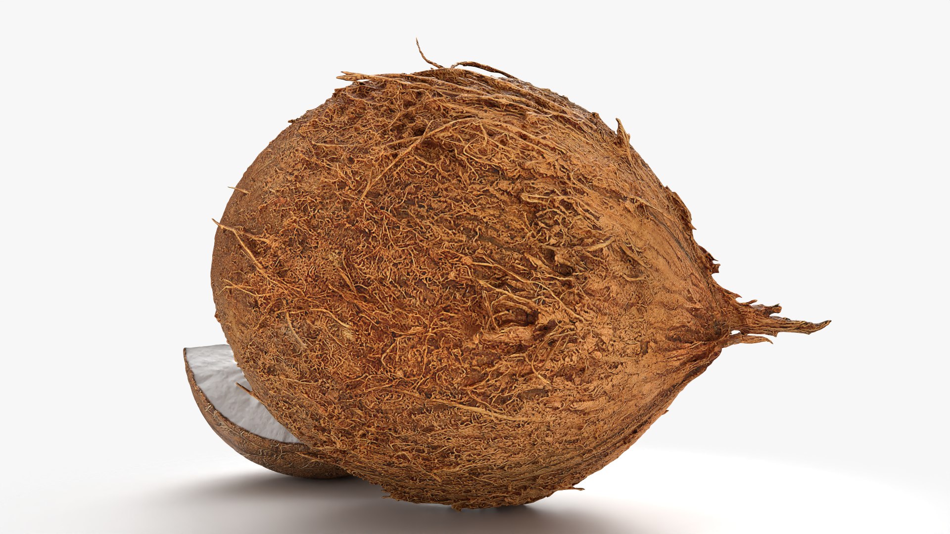 Natural Whole Coconut with Segment Piece model https://p.turbosquid.com/ts-thumb/j5/BknUt9/v4/cutcoconut02_0006/png/1778062423/1920x1080/fit_q87/f50cd4ba387e02e3a2b6140eba0c649a727c08a8/cutcoconut02_0006.jpg