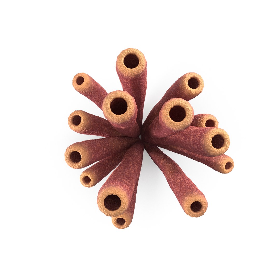 3D Purple Tube Sponges - TurboSquid 2235537