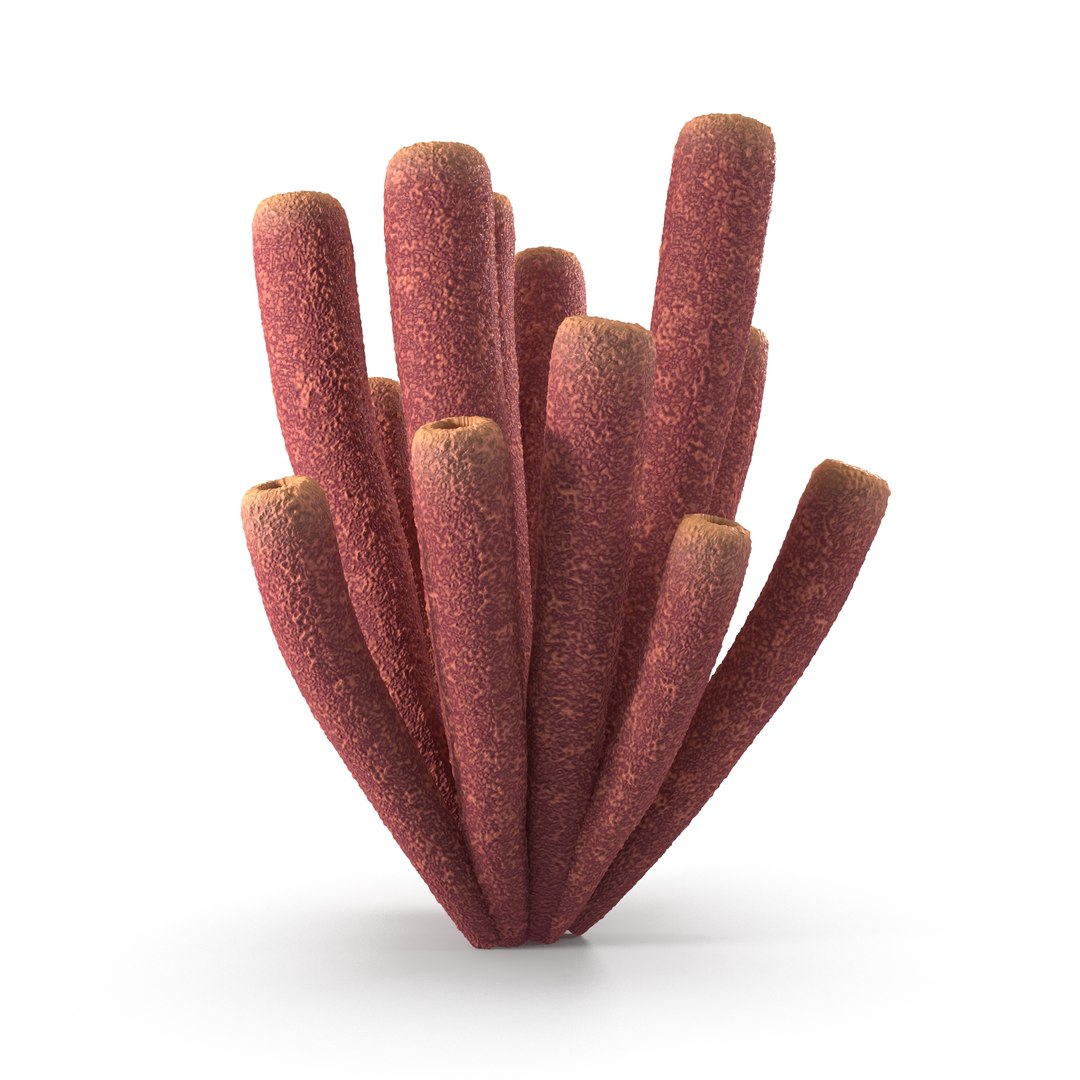 3D Purple Tube Sponges - TurboSquid 2235537
