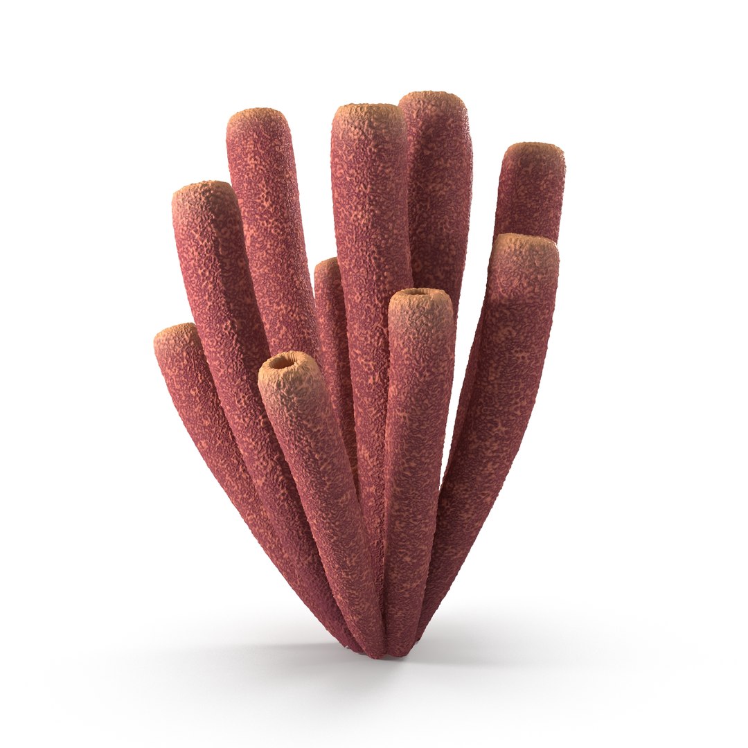 3D Purple Tube Sponges - TurboSquid 2235537