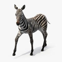 Equus Quagga Foal Running