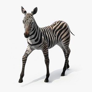 Equus Quagga Foal Running