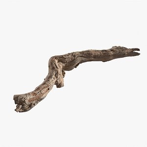 Grapevine Bark 3D Scanned 10 StemCell 3D