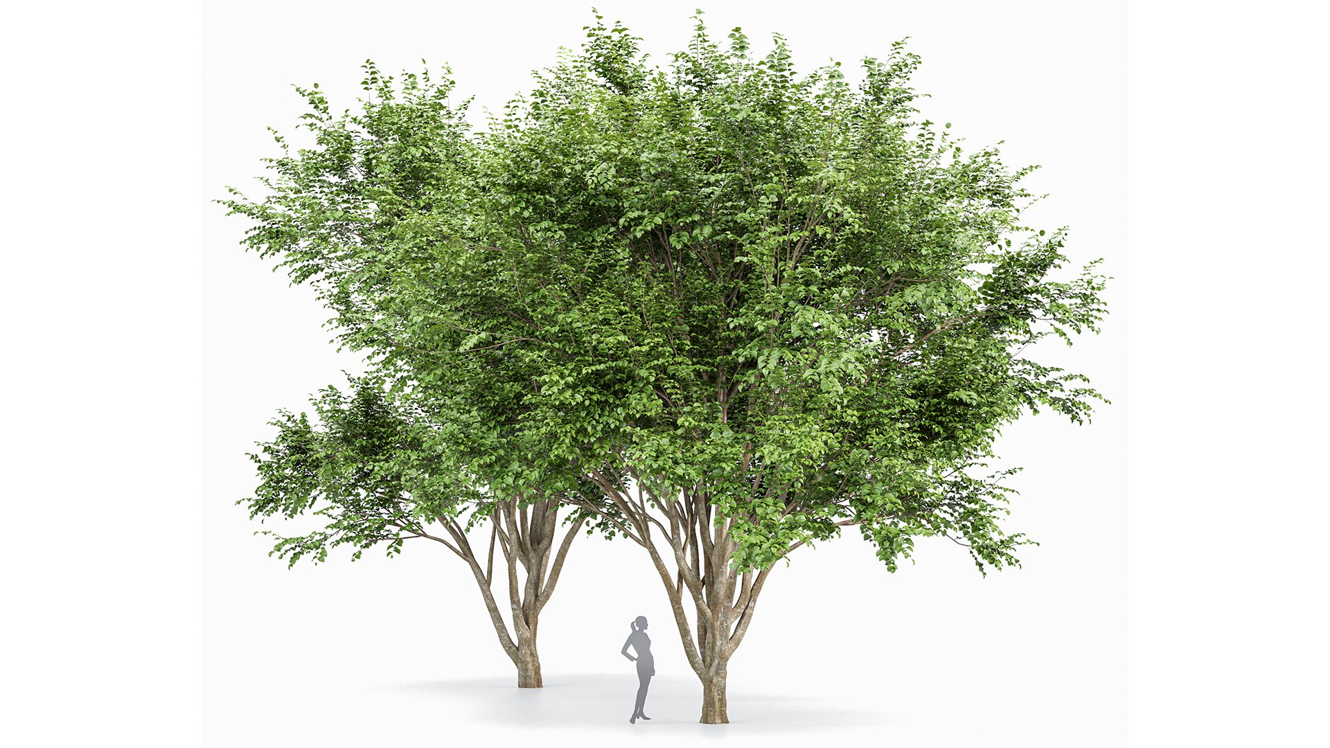 European Beech 2 Trees 3D Model - TurboSquid 2245055